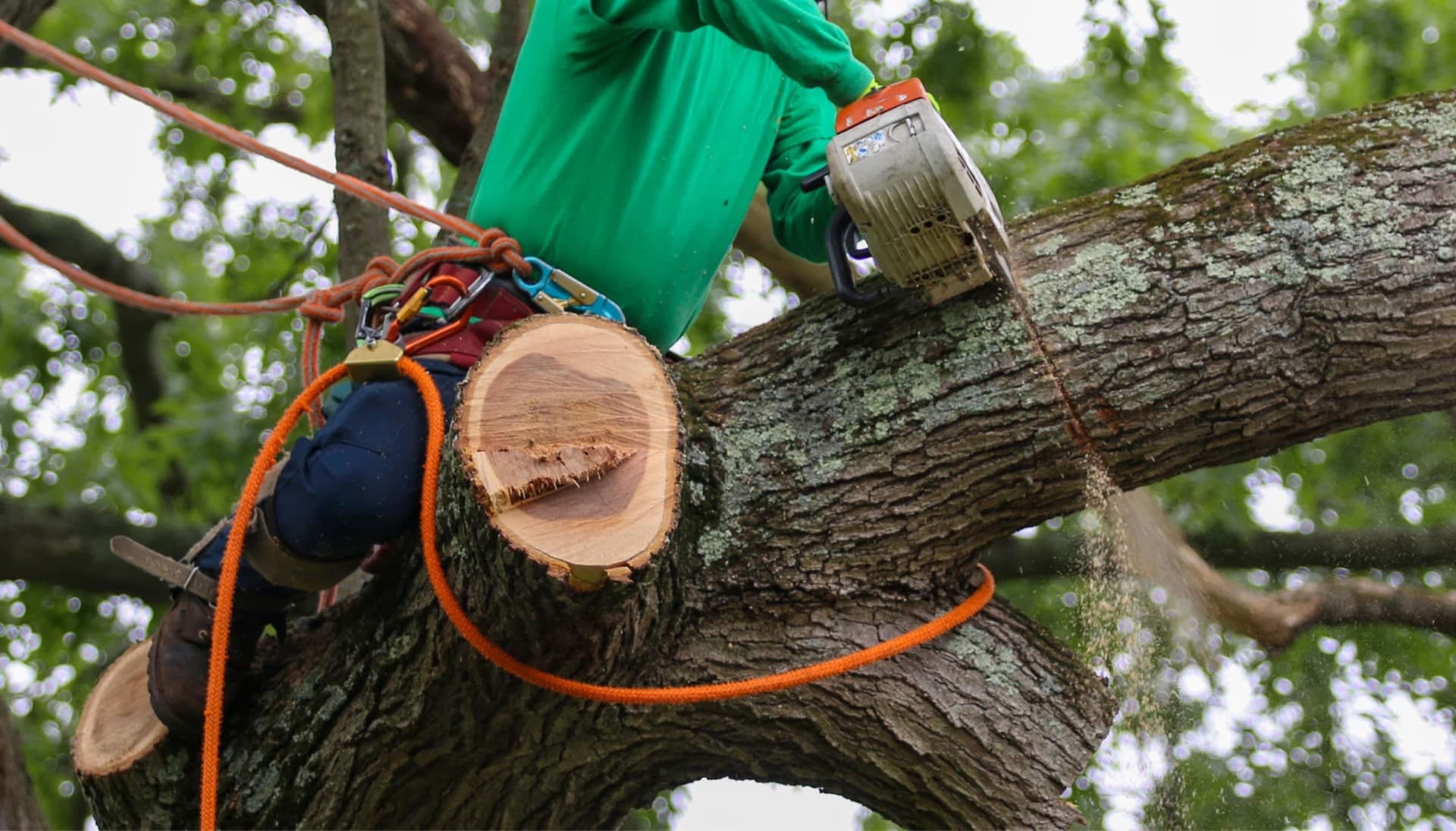 Shed your worries away with best tree removal in Reno