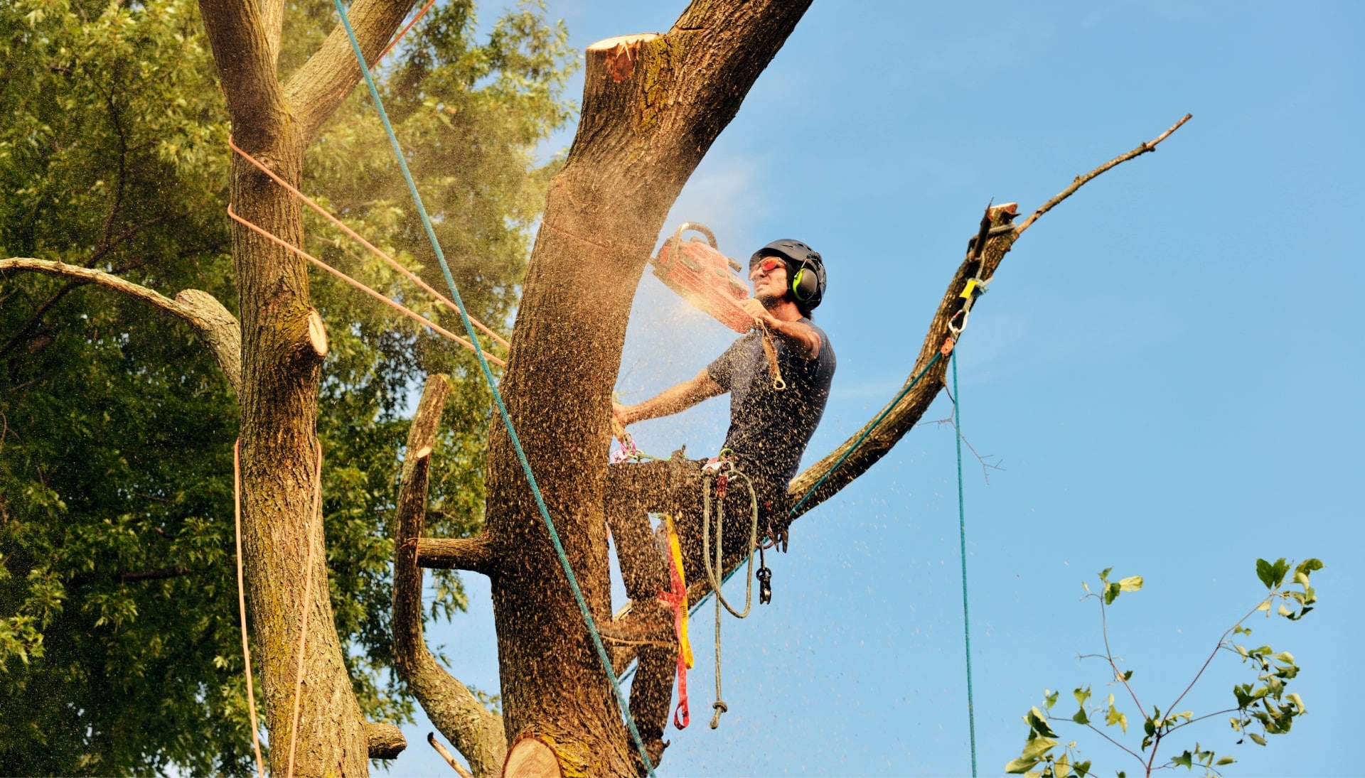Get rid of tree problems with the expert tree removal contractors in Reno