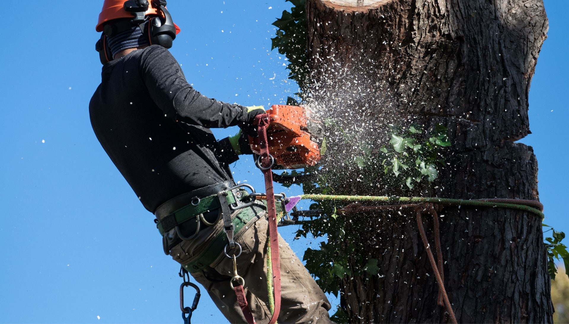 Professional Tree removal solutions in Reno